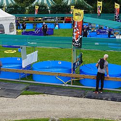 Het mekka van de koishow, Arcen: afbeelding 6