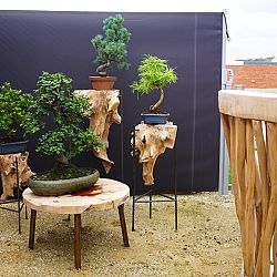Het mekka van de koishow, Arcen: afbeelding 9