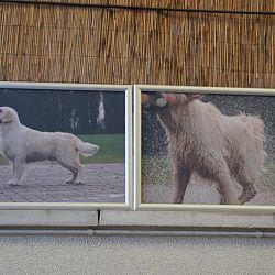 Het neuzeke gaat naar huis: afbeelding 5