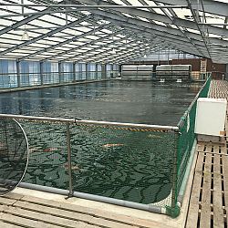 Het nieuwe koihuis: afbeelding 2