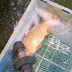 Het noodlot slaat weer toe: afbeelding 2