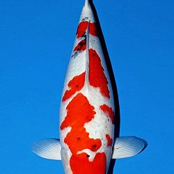 Het ophalen koi komt op gang: afbeelding 10
