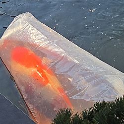 Ophalen Kohaku van Momotaro: afbeelding 1