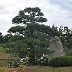 Het park van Hiroshima: afbeelding 33