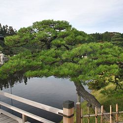 Het park van Hiroshima: afbeelding 35