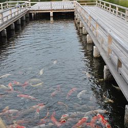 Het park van Hiroshima: afbeelding 40