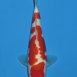 Het tosaigeweld van Momotaro: afbeelding 8