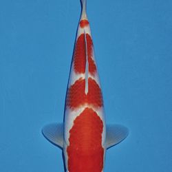 Het tosaigeweld van Momotaro: afbeelding 9