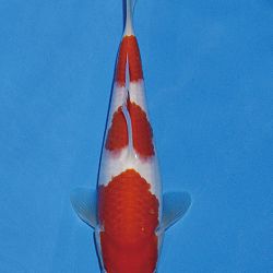 Het tosaigeweld van Momotaro: afbeelding 10