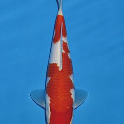 Het tosaigeweld van Momotaro: afbeelding 16