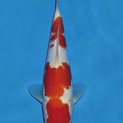 Het tosaigeweld van Momotaro: afbeelding 20