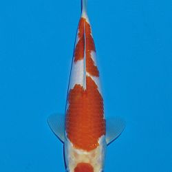 Het tosaigeweld van Momotaro: afbeelding 21
