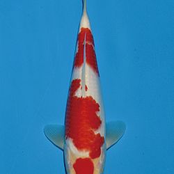 Het tosaigeweld van Momotaro: afbeelding 22