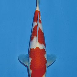 Het tosaigeweld van Momotaro: afbeelding 23