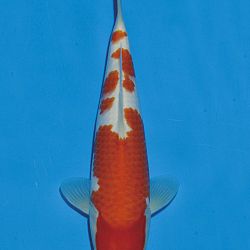 Het tosaigeweld van Momotaro: afbeelding 24