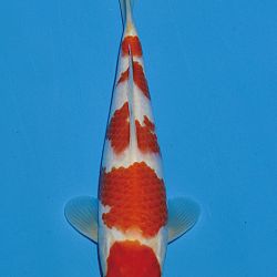 Het tosaigeweld van Momotaro: afbeelding 25