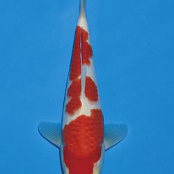 Het tosaigeweld van Momotaro: afbeelding 26