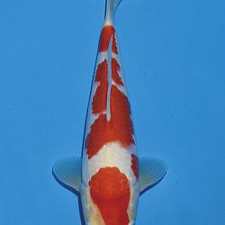 Het tosaigeweld van Momotaro: afbeelding 28