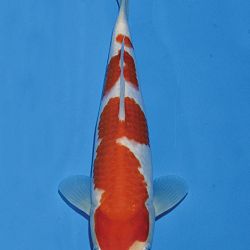Het tosaigeweld van Momotaro: afbeelding 29