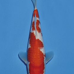 Het tosaigeweld van Momotaro: afbeelding 33