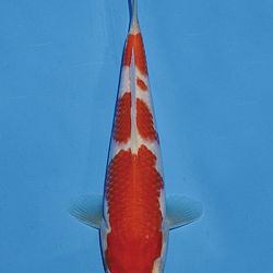 Het tosaigeweld van Momotaro: afbeelding 35
