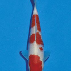 Het tosaigeweld van Momotaro: afbeelding 38