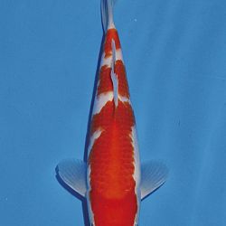 Het tosaigeweld van Momotaro: afbeelding 39