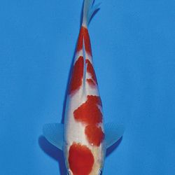 Het tosaigeweld van Momotaro: afbeelding 40