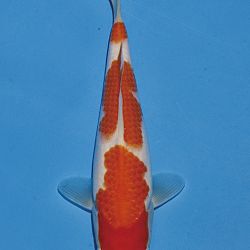 Het tosaigeweld van Momotaro: afbeelding 44