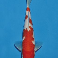 Het tosaigeweld van Momotaro: afbeelding 46