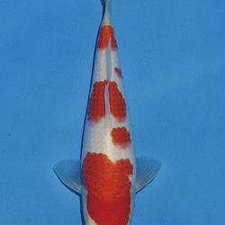 Het tosaigeweld van Momotaro: afbeelding 55