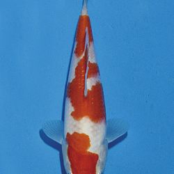 Het tosaigeweld van Momotaro: afbeelding 56