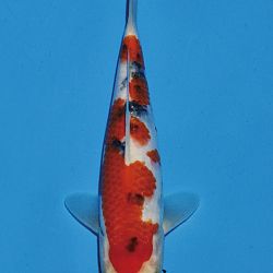 Het tosaigeweld van Momotaro: afbeelding 60