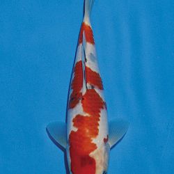 Het tosaigeweld van Momotaro: afbeelding 63
