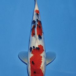 Het tosaigeweld van Momotaro: afbeelding 83