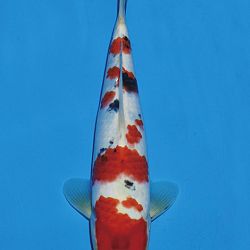 Het tosaigeweld van Momotaro: afbeelding 93