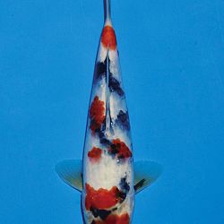 Het tosaigeweld van Momotaro: afbeelding 97