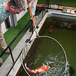 Het was kohaku dag: afbeelding 3