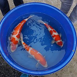 Het was kohaku dag: afbeelding 6