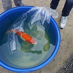 Het was kohaku dag: afbeelding 1