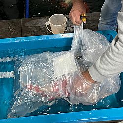 Het was weer nachtwerk: afbeelding 5