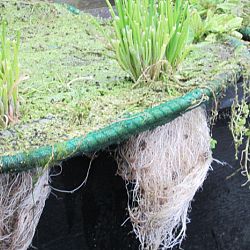 Hoe leg je een plantenfilter aan: afbeelding 5