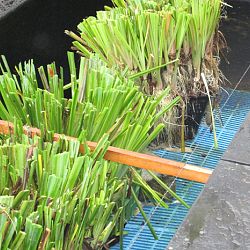 Hoe leg je een plantenfilter aan: afbeelding 7