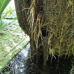 Hoe leg je een plantenfilter aan: afbeelding 8