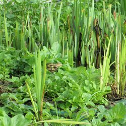 Hoe leg je een plantenfilter aan: afbeelding 9