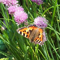 Hoe leg je een plantenfilter aan: afbeelding 12