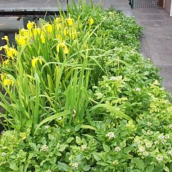 Hoe leg je een plantenfilter aan: afbeelding 13