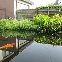 Hoe leg je een plantenfilter aan: afbeelding 15