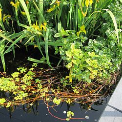 Hoe leg je een plantenfilter aan: afbeelding 16