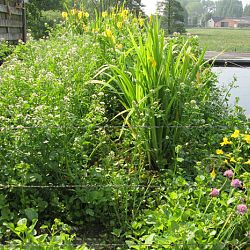 Hoe leg je een plantenfilter aan: afbeelding 18